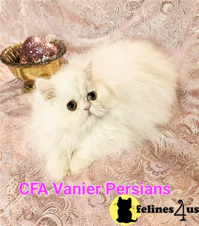 Vanierpersians Picture 1